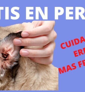 como saber si tu perro tiene otitis