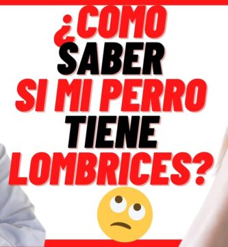 como saber si tu perro tiene parasitos