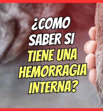 cómo saber si tu perro tiene una hemorragia interna