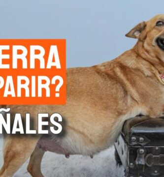como saber si tu perro va a dar a luz