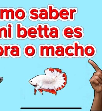 como saber si un betta es macho o hembra