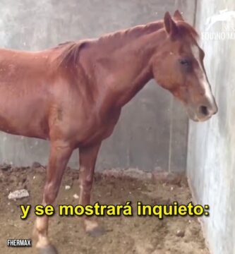 como saber si un caballo tiene colico