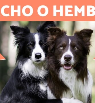 como saber si un cachorro border collie es puro