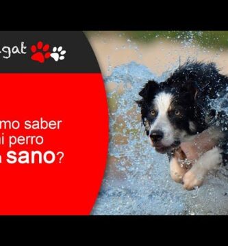 como saber si un cachorro esta sano