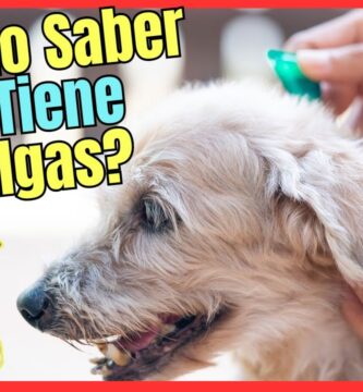 como saber si un cachorro tiene pulgas