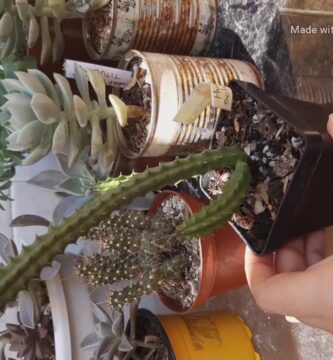 como saber si un cactus necesita agua