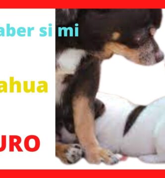 como saber si un chihuahua es original