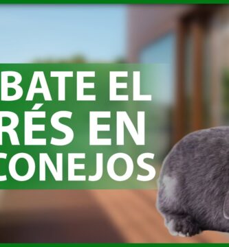 como saber si un conejo esta estresado