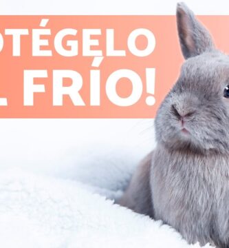 como saber si un conejo tiene frio
