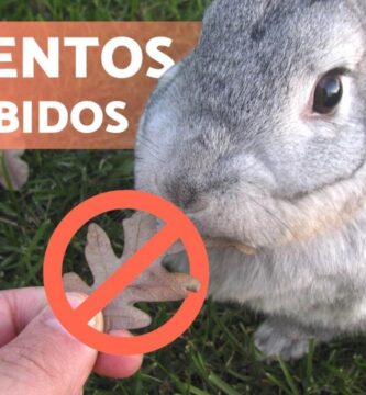 como saber si un conejo tiene hambre