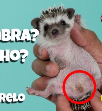 como saber si un erizo es hembra o macho