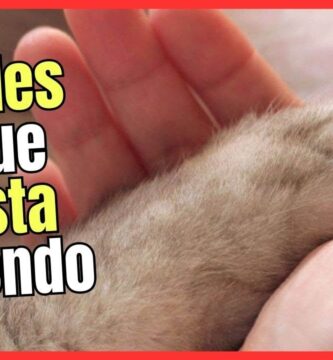 como saber si un gato bebé se va a morir