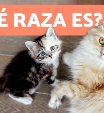 como saber si un gato es de raza pura