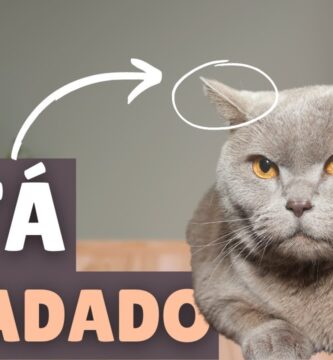 como saber si un gato está enojado y feliz