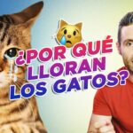 como saber si un gato llora