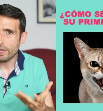 como saber si un gato macho esta en celo