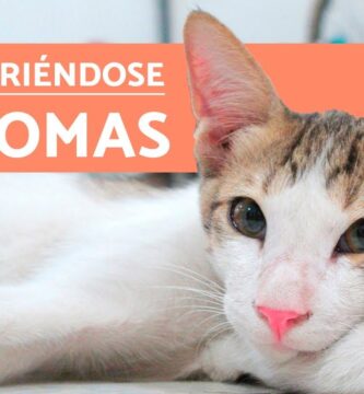 como saber si un gato se va a morir