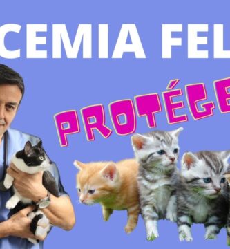 como saber si un gato tiene leucemia o sida