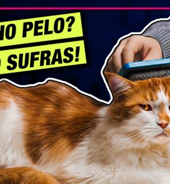 como saber si un gato va a tener pelo largo