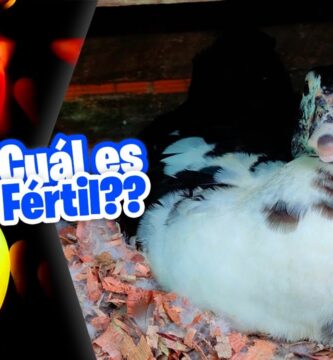 como saber si un huevo de pato es fertil