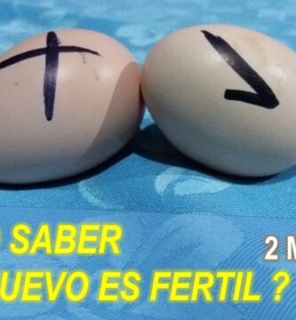como saber si un huevo esta fecundado de gallina