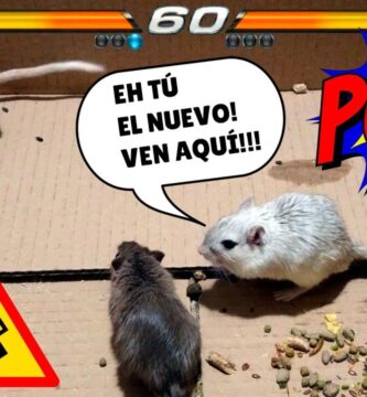 como saber si un jerbo es macho o hembra