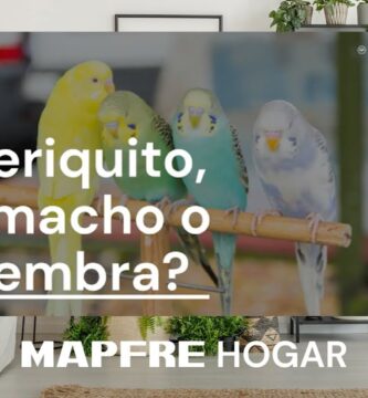 cómo saber si un pájaro es hembra o macho