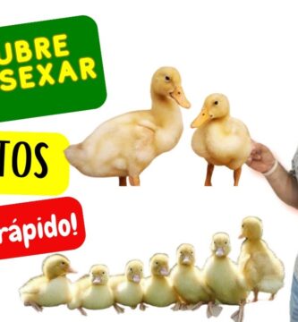 como saber si un pato bebe es macho o hembra