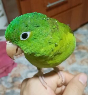 como saber si un perico verde es macho o hembra