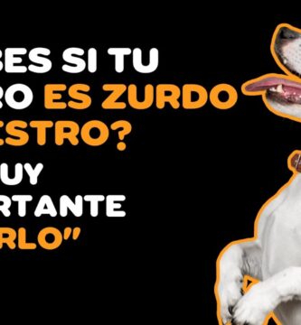 como saber si un perro es zurdo o diestro
