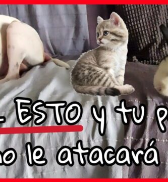 como saber si un perro quiere atacar a un gato