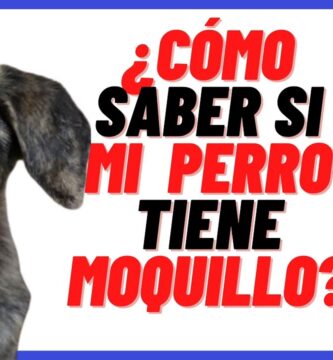 como saber si un perro tiene moquillo o gripe