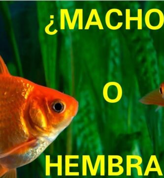 como saber si un pez goldfish es macho o hembra