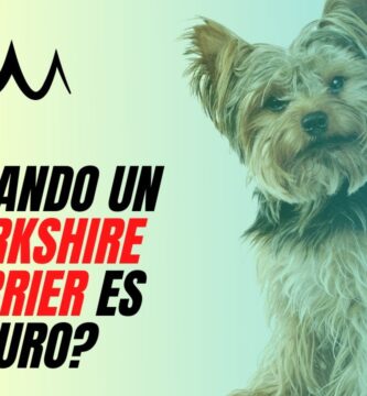 como saber si un yorkshire va a ser pequeño