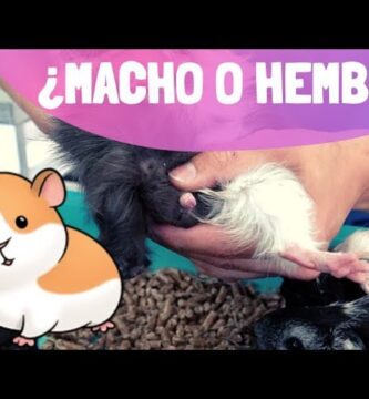 como saber si una cobaya es macho o hembra