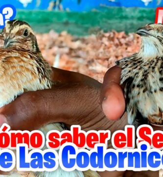 como saber si una codorniz es macho o hembra