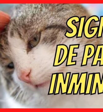 cómo saber si una gata está apunto de parir