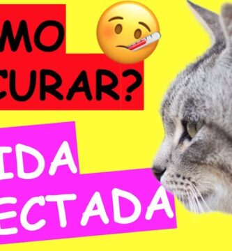 como saber si una herida de gato esta infectada