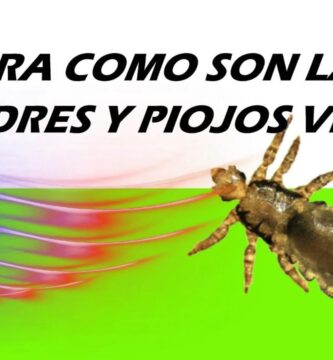 como saber si una liendre esta muerta o viva