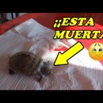 como saber si una tortuga murio