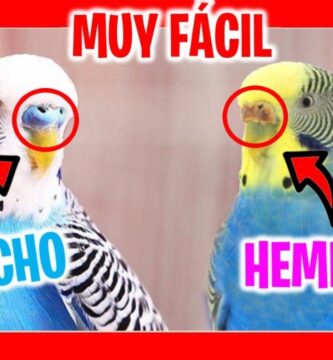 como se sabe si un perico es macho o hembra