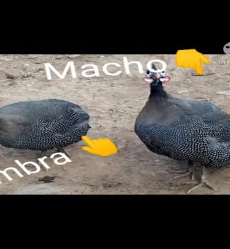 gallina de guinea como saber si es macho o hembra